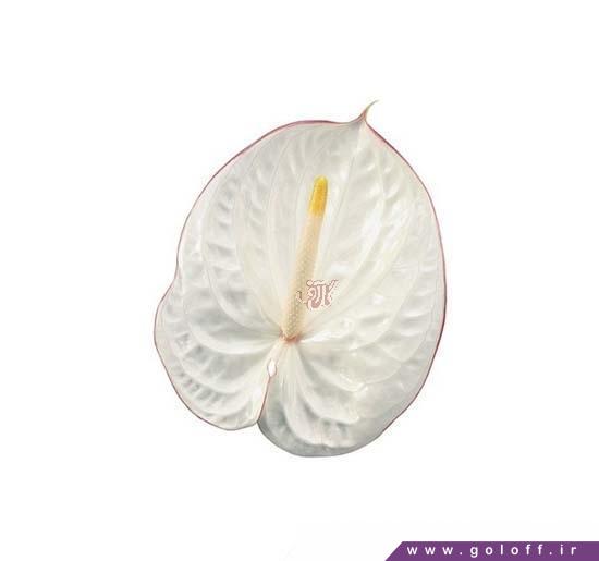 گل فروشی آنلاین - گل آنتوریوم کارناوال - Anthorium | گل آف